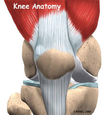 Knee Anatomy (General)